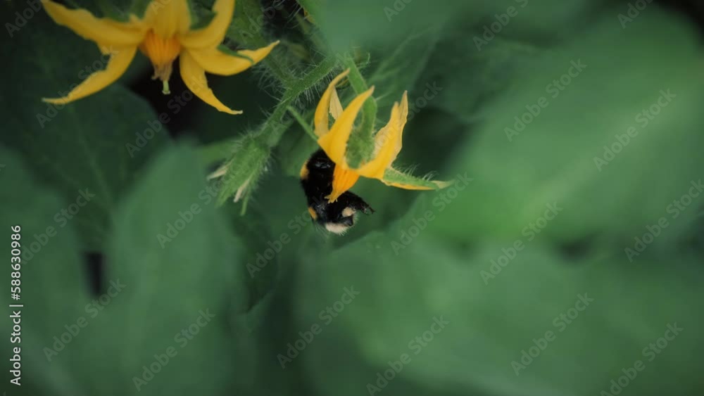 A bumblebee pollinates a tomato. Bumblebee on tomato flowers closeup