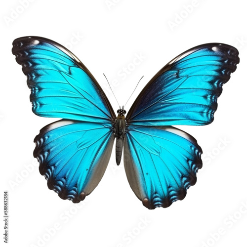 butterfly isolated on white, transparent background, PNG , digital ai art     © HappyTime19