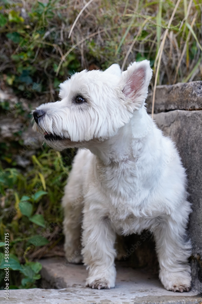 West Highland White Terrier Dog Breed looking side portrait outdoors day West Highland White Terrier Dog Breed looking side portrait outdoors day