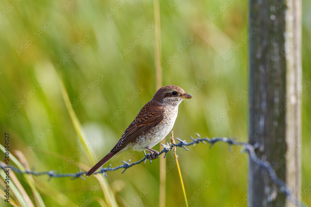 Young Red-backed shrike sitting on a barbed wire Young Red-backed shrike sitting on a barbed wire