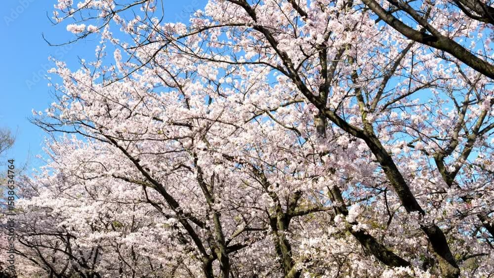 Cherry blossoms or sakura flowers in full bloom blowing in wind under the blue sky in spring, Nature or outdoor background, Digital Walking with gimbal, Slider shot, Slow motion Cherry blossoms or sakura flowers in full bloom blowing in wind under the blue sky in spring, Nature or outdoor background, Digital Walking with gimbal, Slider shot, Slow motion