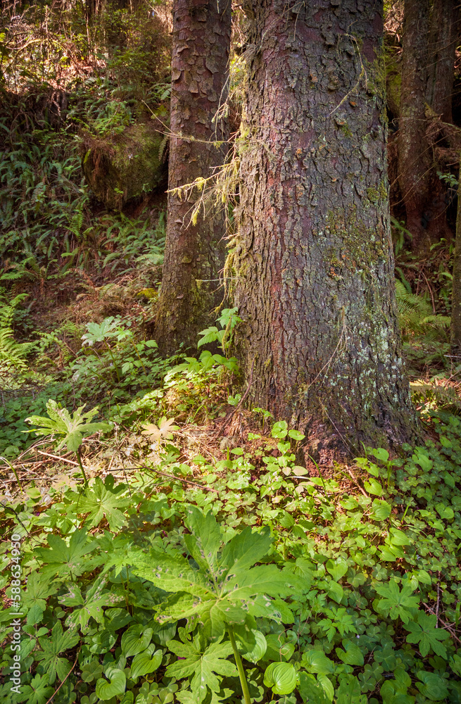 Towering Redwoods at Redwood National Park Towering Redwoods at Redwood National Park
