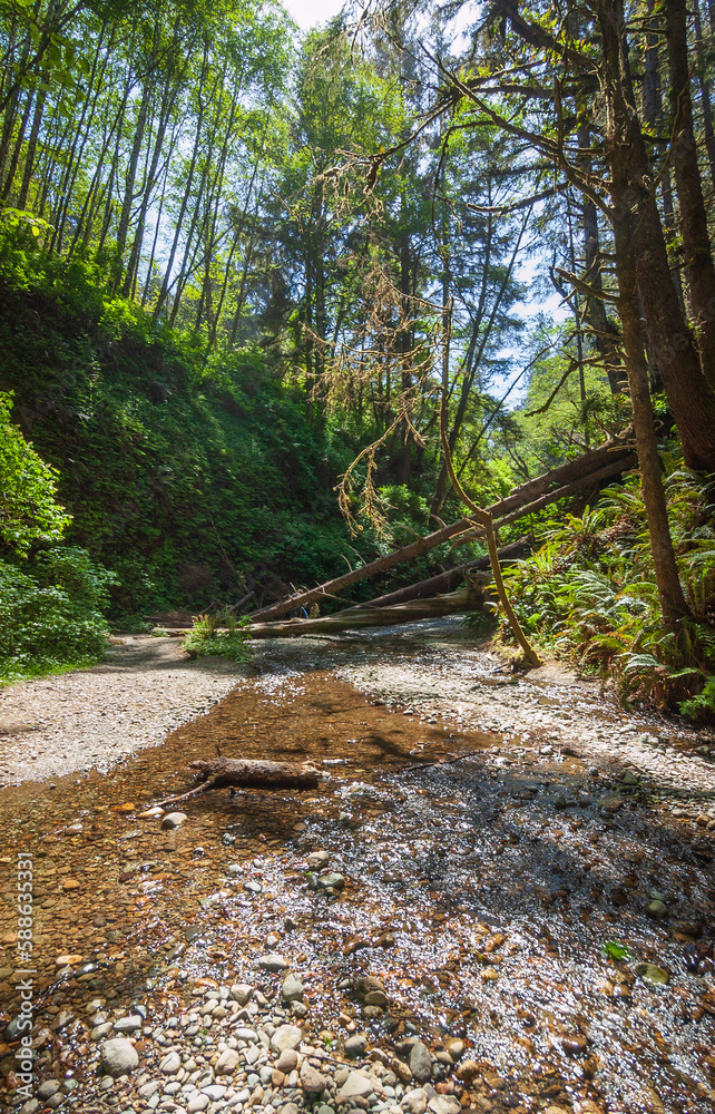 Fern Canyon at Redwood National Park Fern Canyon at Redwood National Park