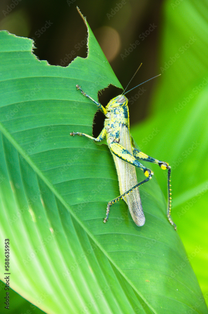A Javanese grasshopper is feeding on a green leaf A Javanese grasshopper is feeding on a green leaf