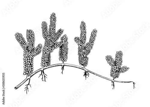 Hand drawn sea grapes - Umi budo  sketch. Caulerpa lentillifera - green caviar. Edible seaweed drawing isolated on white background. Green algae vector food illustration. Japanese cuisine ingredients