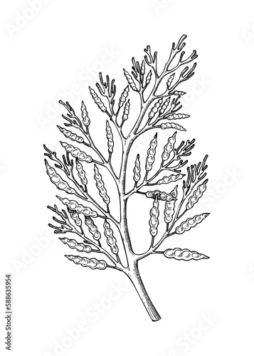 Hand drawn Cystoseira sketch. Edible seaweed drawing isolated on white background. Brown algae vector food illustration. Healthy food ingredients in engraved style.