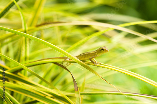 Small changeable lizard resting on green leaves