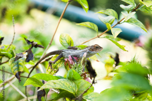 A molting changeable lizard on green leaves