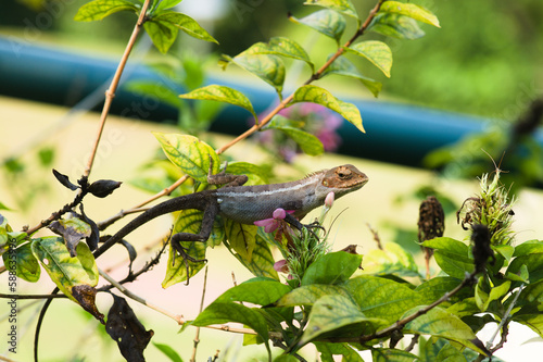 A molting changeable lizard on green leaves