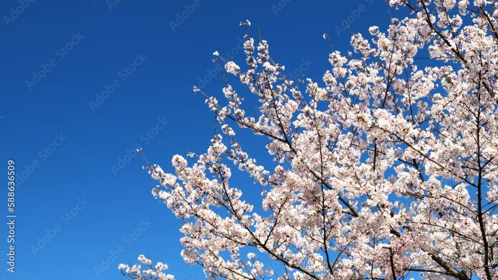 Cherry blossoms or sakura flowers in full bloom blowing in wind under the blue sky in spring, Nature or outdoor background, Digital signage Cherry blossoms or sakura flowers in full bloom blowing in wind under the blue sky in spring, Nature or outdoor background, Digital signage