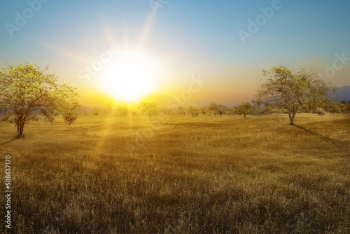 Landscape view of the savanna