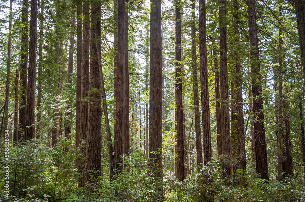 Towering Redwoods at Redwood National Park Towering Redwoods at Redwood National Park