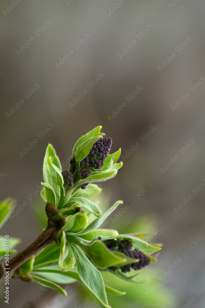 Blossoming buds of lilacs. macro photography Blossoming buds of lilacs. macro photography
