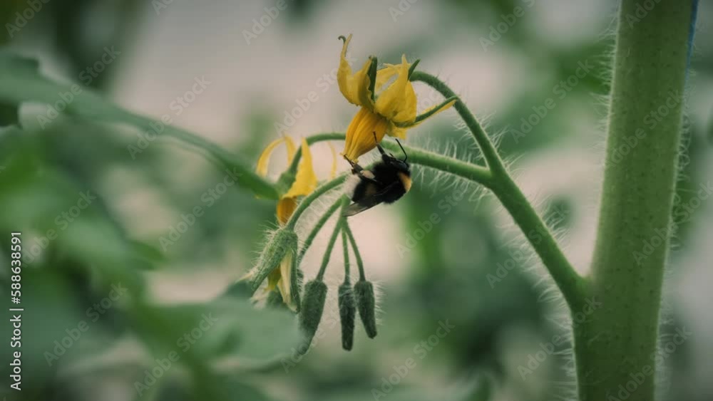 A bumblebee pollinates a tomato. Bumblebee on tomato flowers closeup
