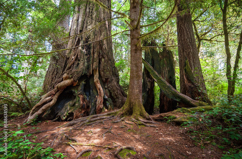 Towering Redwoods at Redwood National Park