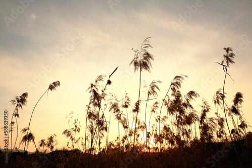 reeds at dusk
