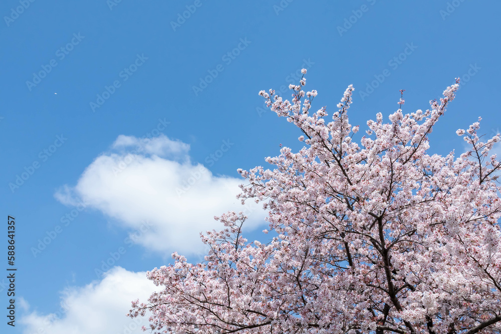 青く澄んだ晴れた空と満開の桜