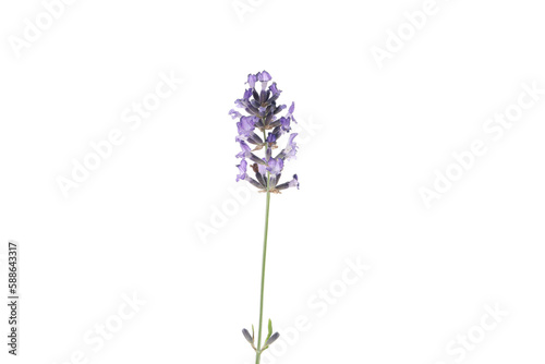 Concept of cozy with flowers  lavender  isolated on white background