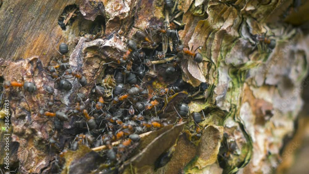 Red ants (Formica rufa) move on the nest, anthill with red wood ants in spring, work and life of ants in an anthill, overcast day, closeup macro shot, shallow depth of field Red ants (Formica rufa) move on the nest, anthill with red wood ants in spring, work and life of ants in an anthill, overcast day, closeup macro shot, shallow depth of field
