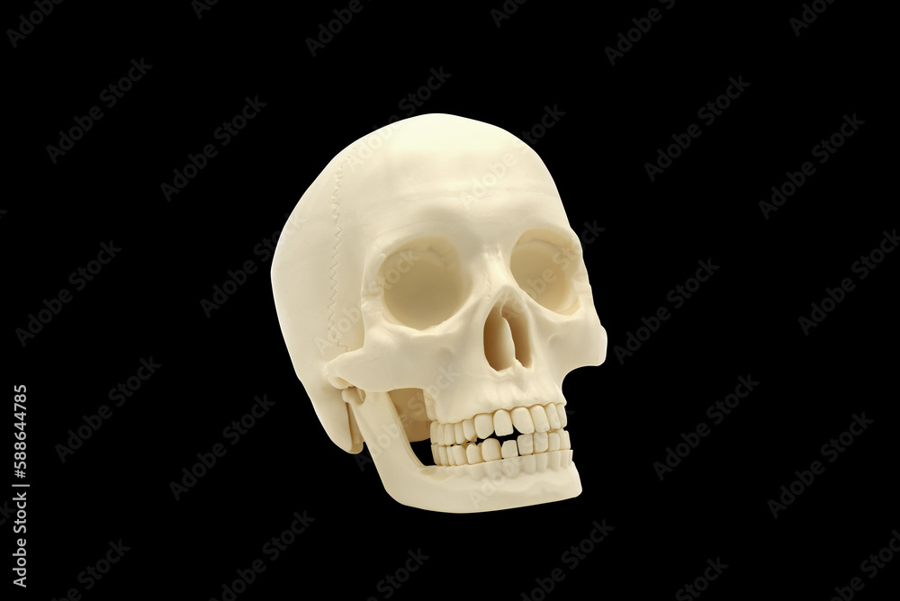 Obraz premium Tête de mort