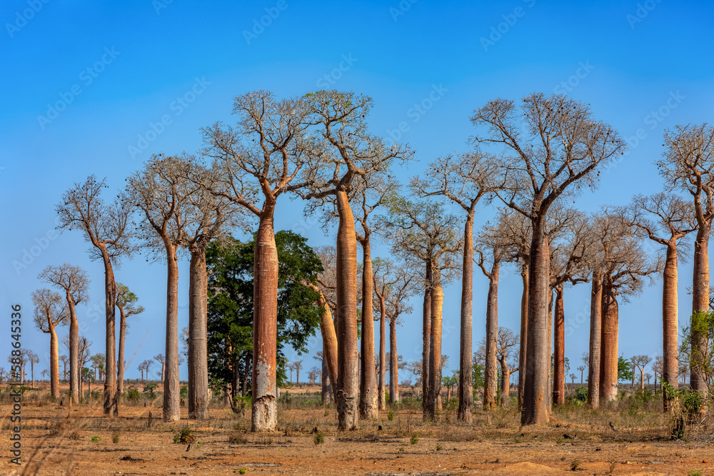 Amazing Baobab forest on the road from Morondava to Belo Sur Tsiribihina. A Spectacular View of famous majestic endemic trees against blue sky. Madagascar pure wilderness landscape.