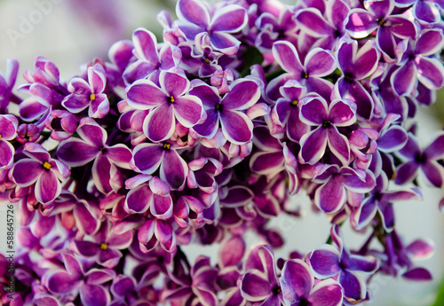 Big lilac branch bloom. Spring purple lilac flowers close-up on blurred background. Bouquet of purple flowers. Blossoming purple lilacs in the springtime. Blooming bush with tender tiny flowers © Юлія Костюченко
