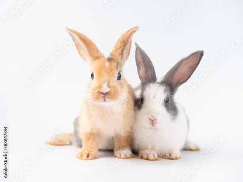 Two baby brown and gray rabbits sitting on white background. Lovely action of young rabbit.