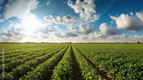Green ripening soybean field  agricultural landscape. Generative AI