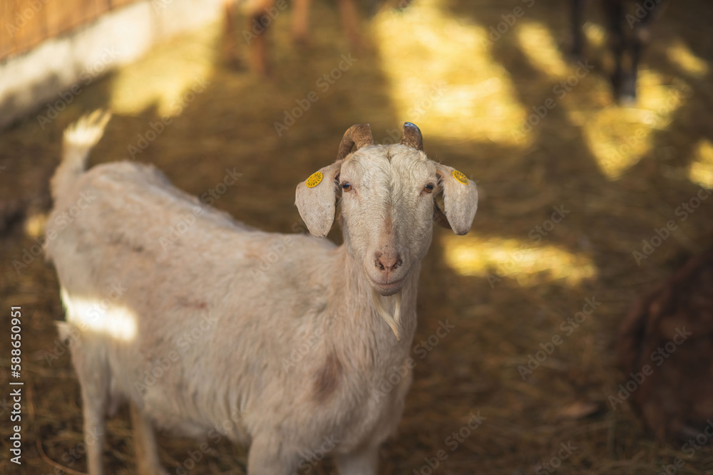 Goat on animal farm.High quality photo.