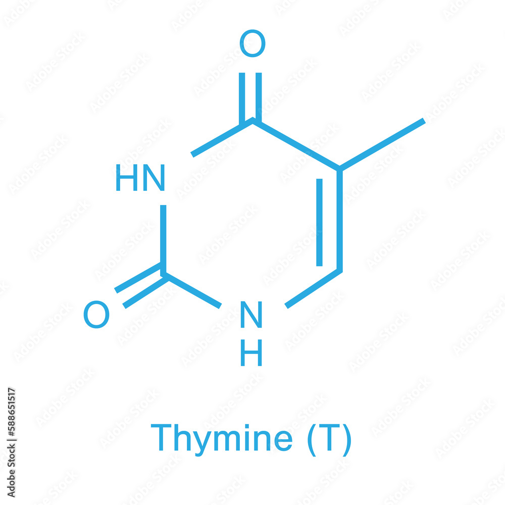 Diagram of thymine Diagram of thymine