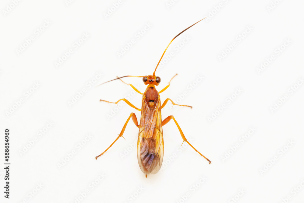 Common mummy wasp, Aleiodes sp, Satara, Maharashtra, India Common mummy wasp, Aleiodes sp, Satara, Maharashtra, India
