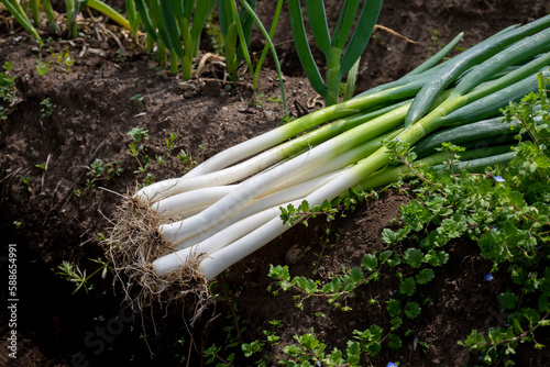 無農薬の畑の長ねぎ