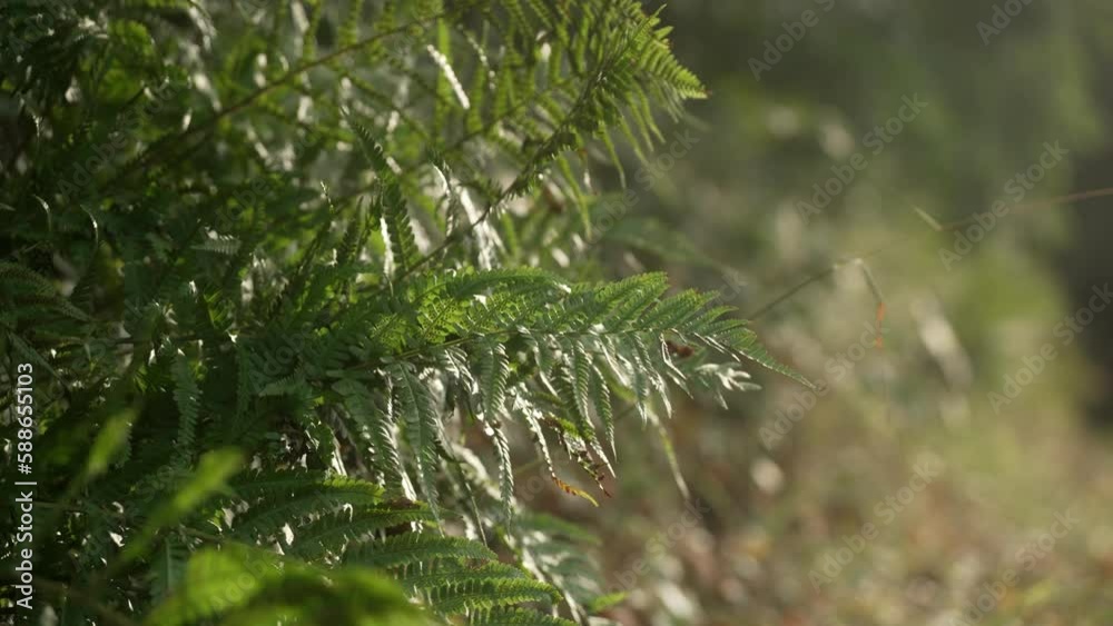 Fern plant growing in european forest in 4K slow motion Fern plant growing in european forest in 4K slow motion