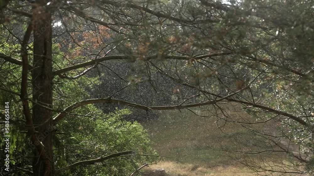 Raindrops in the forest in super slow motion