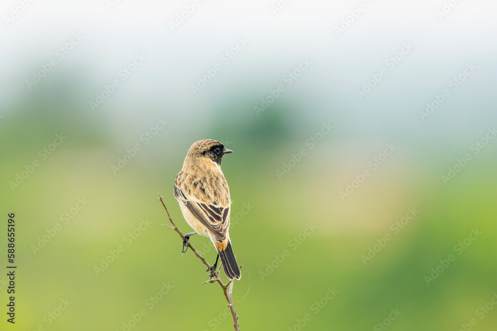Fototapeta premium Female Siberian stonechat, Saxicola maurus, Asian stonechat (Saxicola maurus), Satara, Maharashtra, India