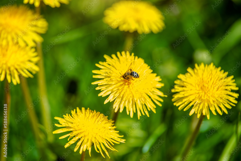 Obraz premium Yellow dandelions blooming on grass background 