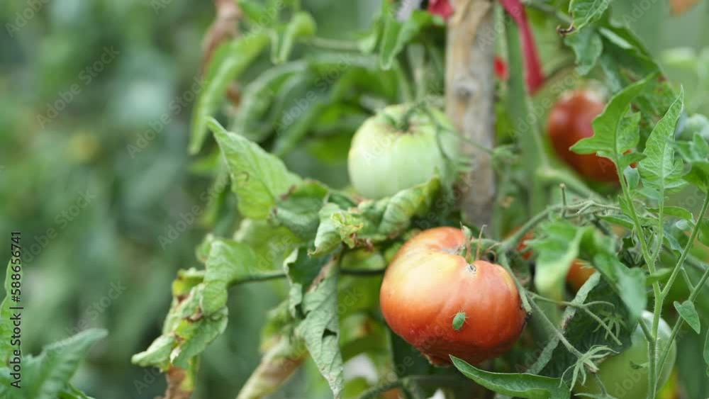 Green stink bug pest insect on ripe homegrown tomato fruit plant in organic garden