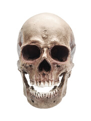 Human skull