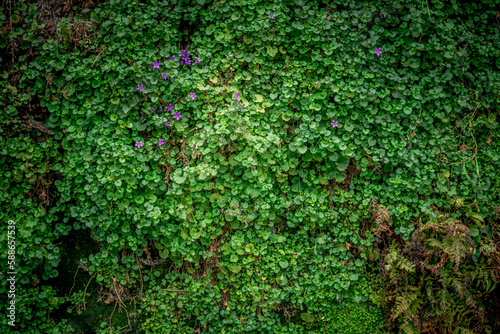 Fototapeta Naklejka Na Ścianę i Meble -  Grüne Wiese mit vielen Grünen Pflanzen und viel Gras als Hintergrund, Textur