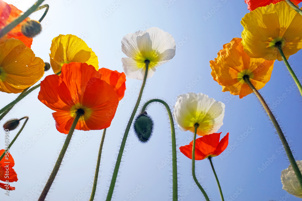 Obraz premium icelandic poppy in blooming