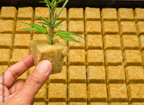 Cannabis plant in Rockwool with the hydroponic system photo