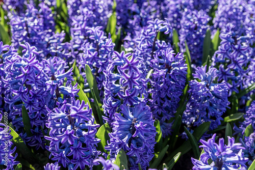 Blue hyacinths bloom in Keukenhof Park. Netherlands