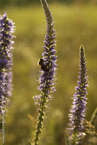 bee on a Veronica spicata flower