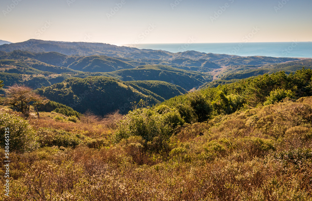 Fototapeta premium Forest Hills at Point Reyes National Seashore