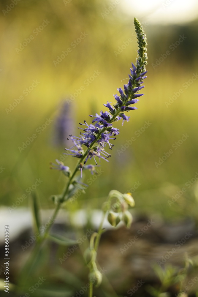 Fototapeta premium close up of a Veronica spicata flower