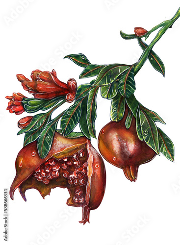 Beautiful drawing of pomegranate fruit branch with blooming flowers. Watercolor drawing on a white background.
