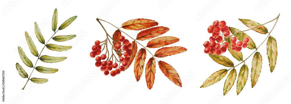 Autumn watercolor isolated illustration on white background. Pumpkins, maple leaf, acorns, oak leaf, mushrooms, physalis, mountain ash, fly agaric. Seasonal autumn elements. Thanksgiving, Halloween