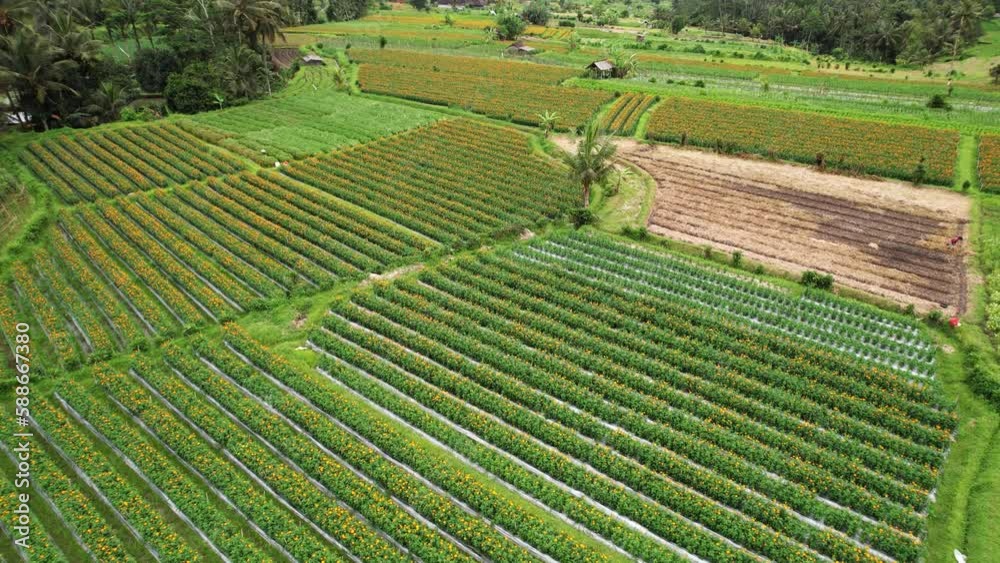 Marigold flowers plantations, some are still green, others show bright orange flowers. View from drone flying at low height over rows of cultivated plants. Various plants are grown in villages Marigold flowers plantations, some are still green, others show bright orange flowers. View from drone flying at low height over rows of cultivated plants. Various plants are grown in villages