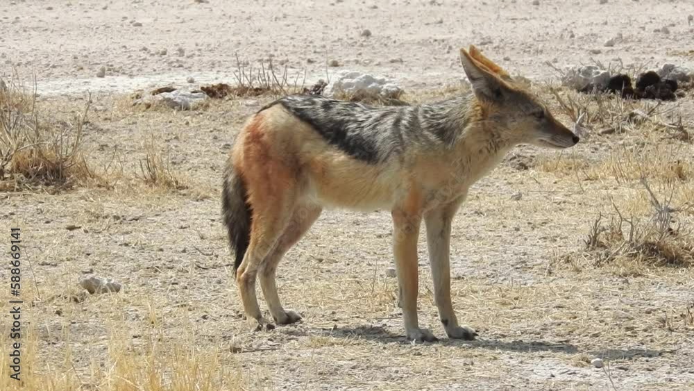 Jackal in the vast savannah od Etosha National Park Namibia Jackal in the vast savannah od Etosha National Park Namibia