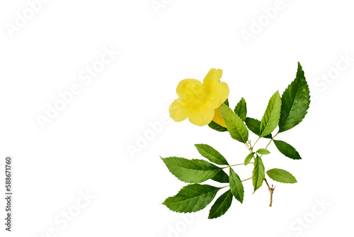 Yellow Flower and green leaf isolated on white background with path photo